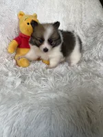 Tom Collins, a male Pomeranian for sale in Fort Myers, FL – 5 of 7