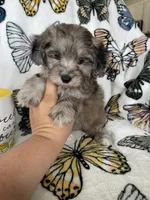 Samson, a male Maltipoo for sale in Fort Myers, FL – 8 of 8