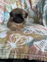 Peanut, a male Shih Tzu for sale in Fort Myers, FL – 10 of 10