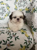 Churro, a male Shih Tzu for sale in Fort Myers, FL – 4 of 5