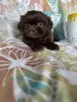Hershey , a male Shih Tzu for sale in Fort Myers, FL – 7 of 7