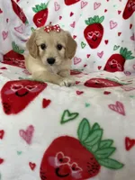 Charlotte , a female Miniature Goldendoodle for sale in Fort Myers, FL – Photo 3 of 7
