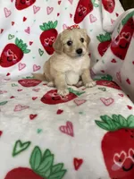 Charlotte , a female Miniature Goldendoodle for sale in Fort Myers, FL – Photo 2 of 7