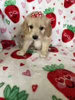 Charlotte , a female Miniature Goldendoodle for sale in Fort Myers, FL – Photo 7 of 7