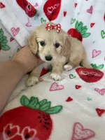 Charlotte , a female Miniature Goldendoodle for sale in Fort Myers, FL – Photo 4 of 7