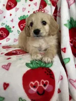 Charlotte , a female Miniature Goldendoodle for sale in Fort Myers, FL – Photo 6 of 7