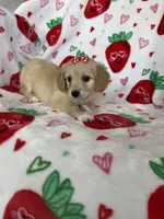 Charlotte , a female Miniature Goldendoodle for sale in Fort Myers, FL – Photo 5 of 7