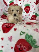 Charlotte , a female Miniature Goldendoodle for sale in Fort Myers, FL – Photo 1 of 7