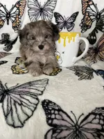 Samson, a male Maltipoo for sale in Fort Myers, FL – 3 of 8