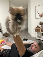 Trooper, a male Pomeranian for sale in Fort Myers, FL – 3 of 5