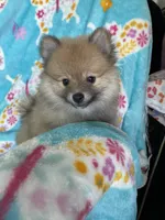 Frankie, a male Pomeranian for sale in Fort Myers, FL – 4 of 8