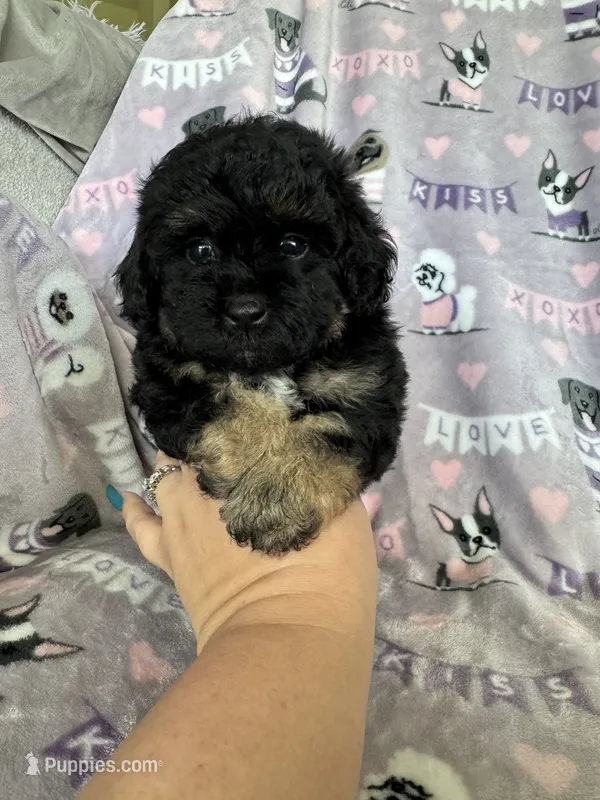 Brew – Maltipoo puppy for sale in Fort Myers, FL