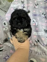 Brew, a male Maltipoo for sale in Fort Myers, FL – 1 of 7