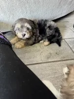 Cappuccino , a male Maltipoo for sale in Fort Myers, FL – 6 of 8