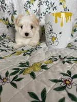 Romeo, a male Maltese for sale in Fort Myers, FL – 3 of 8