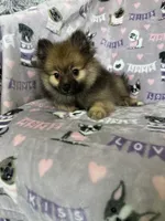 Benny, a male Pomeranian for sale in Fort Myers, FL – 4 of 8