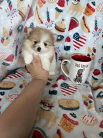 Juno, a male Pomeranian for sale in Fort Myers, FL – 8 of 8