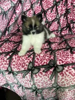 Bean, a male Pomeranian for sale in Fort Myers, FL – 9 of 9