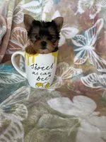 Tcup Ted, a male Yorkshire Terrier for sale in Fort Myers, FL – 9 of 9
