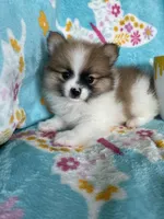 Yoshi, a male Pomeranian for sale in Fort Myers, FL – 5 of 7