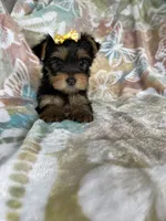 Sophie , a female Yorkshire Terrier for sale in Fort Myers, FL – 8 of 8