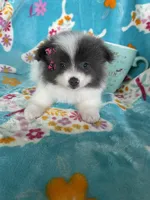 Poppy, a female Pomeranian for sale in Fort Myers, FL – 1 of 5