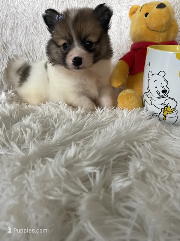 Midori Sour – Pomeranian puppy for sale in Fort Myers, FL