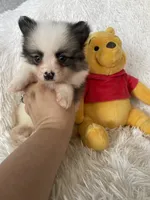 Gin Fizz, a male Pomeranian for sale in Fort Myers, FL – 7 of 9