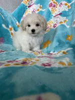 Arlo, a male Maltipoo for sale in Fort Myers, FL – 3 of 7