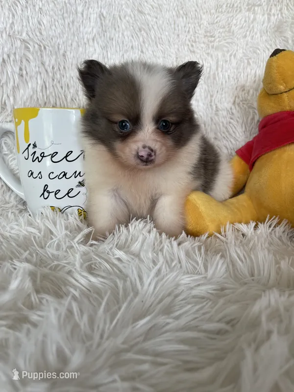 Mojito  – Pomeranian puppy for sale in Fort Myers, FL
