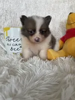 Mojito , a male Pomeranian for sale in Fort Myers, FL – 1 of 6