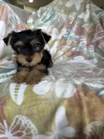 Rocco, a male Yorkshire Terrier for sale in Fort Myers, FL – 8 of 9