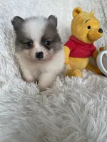 Negroni, a male Pomeranian for sale in Fort Myers, FL – 1 of 8