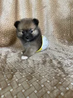 Pecan, a male Pomeranian for sale in Fort Myers, FL – 4 of 7