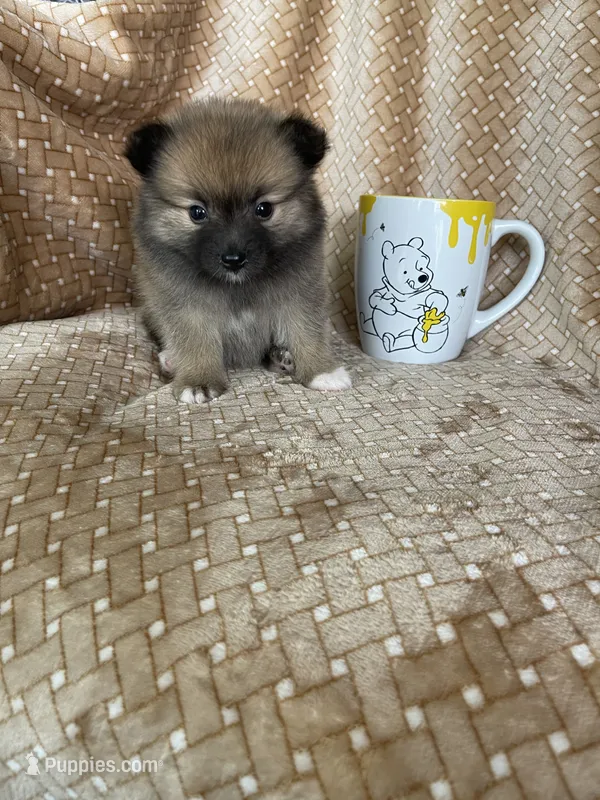 Pecan – Pomeranian puppy for sale in Fort Myers, FL