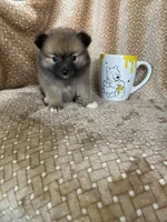 Pecan, a male Pomeranian for sale in Fort Myers, FL – 1 of 7