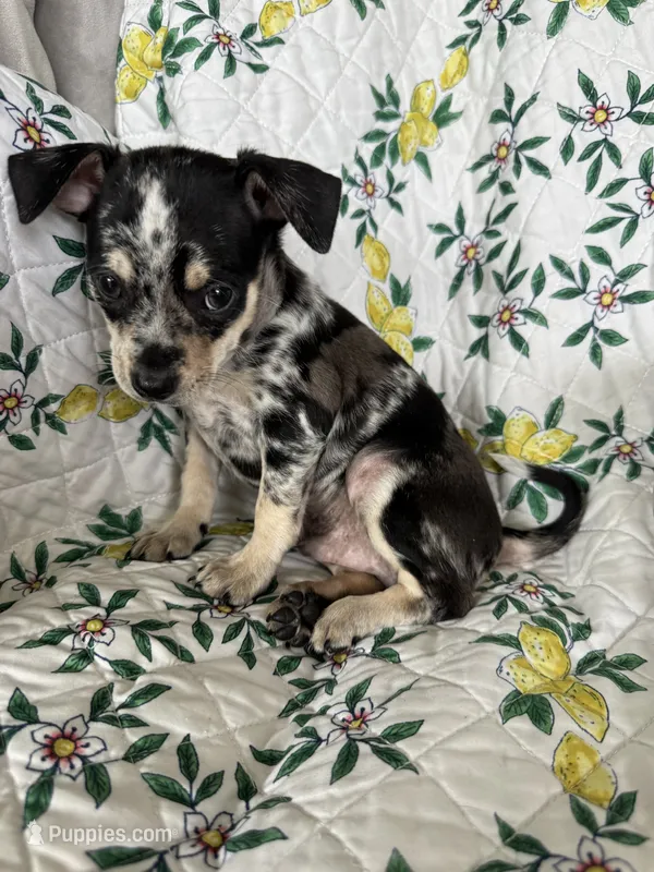 Cosmo – Chihuahua puppy for sale in Fort Myers, FL