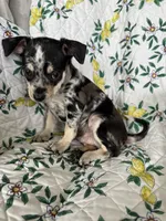 Cosmo, a male Chihuahua for sale in Fort Myers, FL – 1 of 6