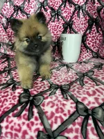 Java, a female Pomeranian for sale in Fort Myers, FL – 3 of 6