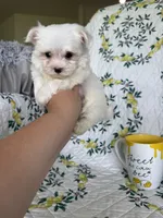 Tcup Biscuit, a male Maltese for sale in Fort Myers, FL – 10 of 10