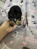 Brew, a male Maltipoo for sale in Fort Myers, FL – 5 of 7