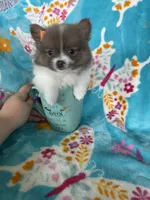 Poppy, a female Pomeranian for sale in Fort Myers, FL – 6 of 8