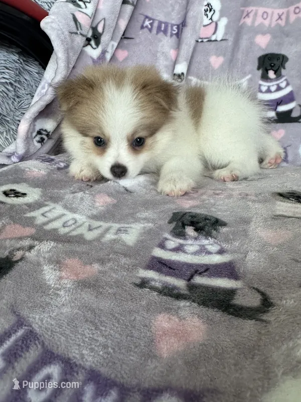 Rocco – Pomeranian puppy for sale in Fort Myers, FL