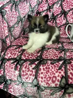 Bean, a male Pomeranian for sale in Fort Myers, FL – 2 of 9