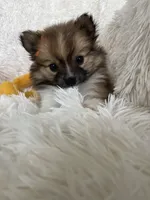 Manhattan , a female Pomeranian for sale in Fort Myers, FL – 7 of 8