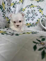 Tcup Biscuit, a male Maltese for sale in Fort Myers, FL – 5 of 10
