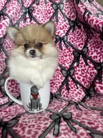 Chai, a female Pomeranian for sale in Fort Myers, FL – 2 of 8
