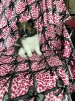 Bean, a male Pomeranian for sale in Fort Myers, FL – 7 of 9