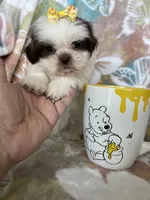 Nutella, a male Shih Tzu for sale in Fort Myers, FL – 4 of 10