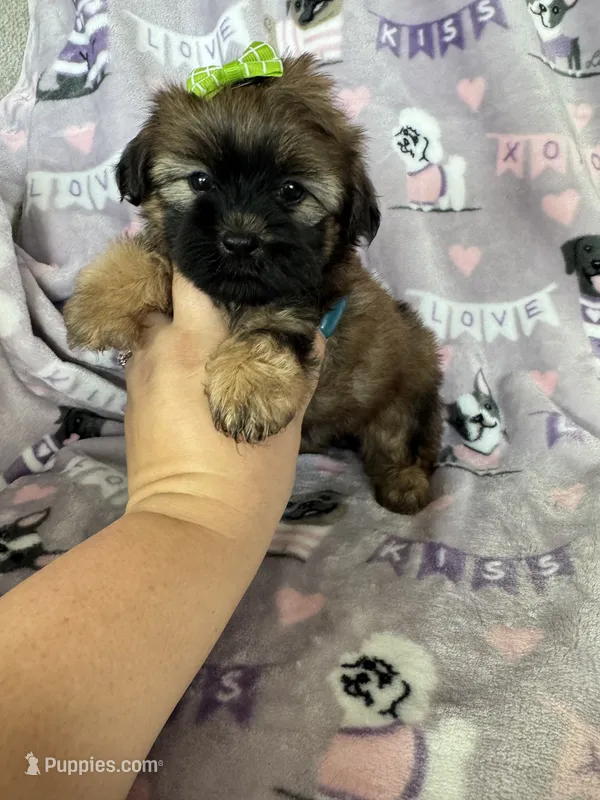 Toffee – Maltipoo puppy for sale in Fort Myers, FL
